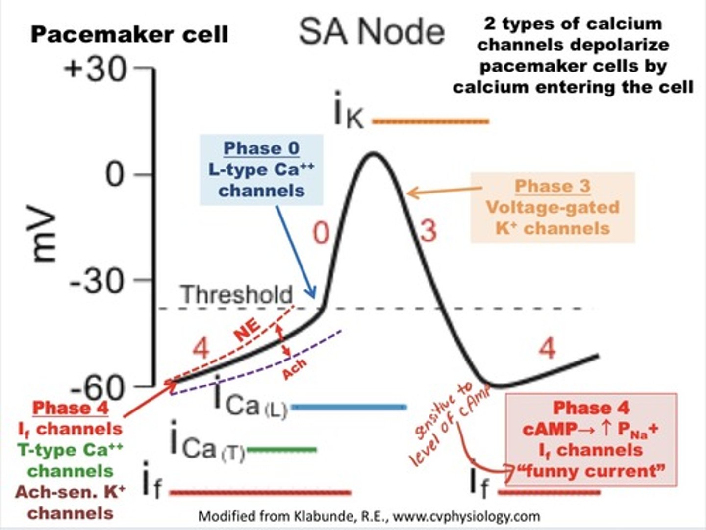 <p>Channels that allow cardiac pacemaker cells to reach threshold.</p>