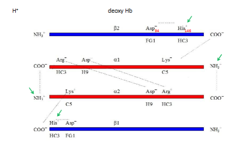 <p>where is ther net bindin of H+ at these sites</p><p>1 dramtic changes in pka oxy Hb →← deoxy HB</p><ol start="2"><li><p>more H+ in tissues</p></li></ol><p></p>