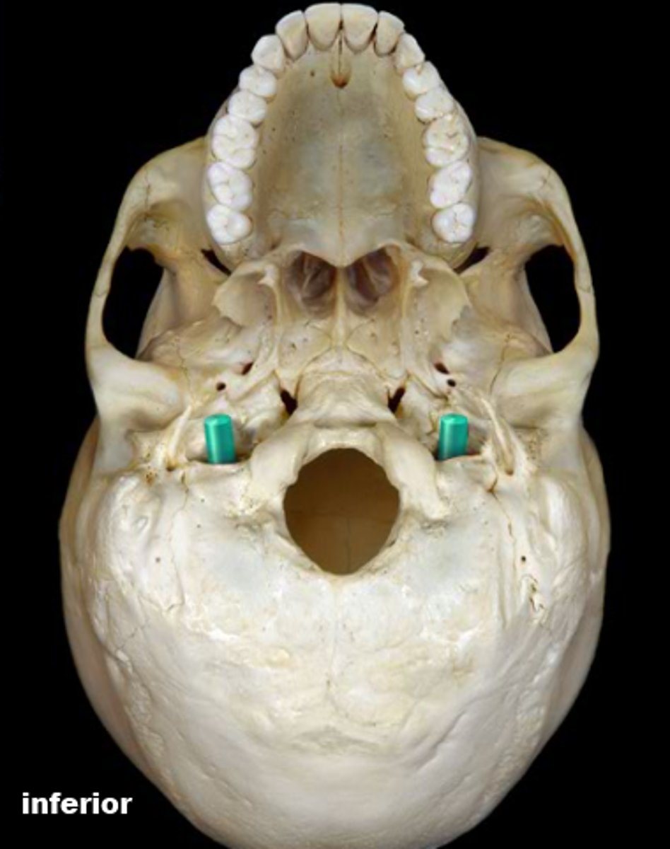 knowt flashcard image