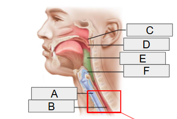 <p>B</p>