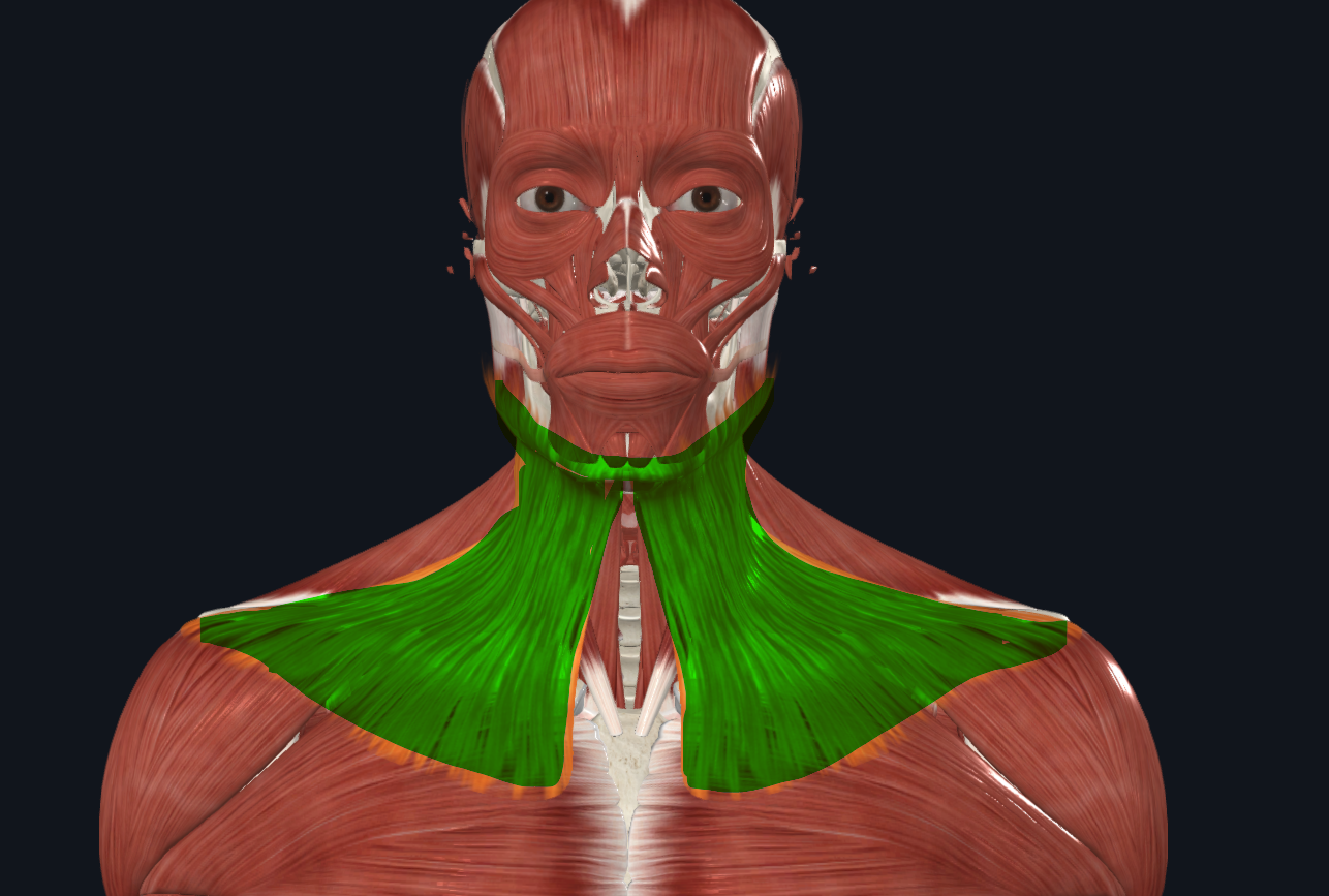 <p><strong>Nombre alterno: Cutáneo del cuello</strong></p><p><strong><mark data-color="yellow" style="background-color: yellow; color: inherit">Origen: </mark></strong><mark data-color="yellow" style="background-color: yellow; color: inherit">Fascia pectoral/mamaria</mark></p><p><strong><mark data-color="blue" style="background-color: blue; color: inherit">Inserción: </mark></strong><mark data-color="blue" style="background-color: blue; color: inherit">Borde inferior de la mandíbula, piel del mentón, y poquito en línea oblicua externa</mark></p><p><strong><mark data-color="red" style="background-color: red; color: inherit">Acción: </mark></strong><mark data-color="red" style="background-color: red; color: inherit">Desplaza hacia abajo piel de la barba y labio inferior.</mark></p><p><mark data-color="red" style="background-color: red; color: inherit">Deprime poquito la mandíbula</mark></p><p><mark data-color="red" style="background-color: red; color: inherit">Expresiones de cólera, dolor, sorpresa (cuando alguien se cae)</mark></p><p><mark data-color="red" style="background-color: red; color: inherit">Mueve los pectorales</mark></p><p><strong><mark data-color="purple" style="background-color: purple; color: inherit">Inervación: </mark></strong><mark data-color="purple" style="background-color: purple; color: inherit">Nervio Facial</mark><strong><br><mark data-color="green" style="background-color: green; color: inherit">Relaciones: X</mark></strong></p><p><strong>Notas:</strong></p><p>Supraaponeurótico (subcutáneo)</p><p>Trabaja como músculo facial</p><p>En cara, cuello y tórax</p>