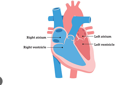 <ul><li><p>Right atrium <em>(upper chamber)</em></p></li><li><p>Left atrium <em>(upper chamber)</em></p></li><li><p>Right ventricle <em>(lower chamber)</em></p></li><li><p>Left ventricle <em>(lower chamber)</em></p></li></ul>