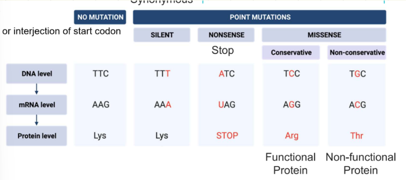 <p>different mutations</p>
