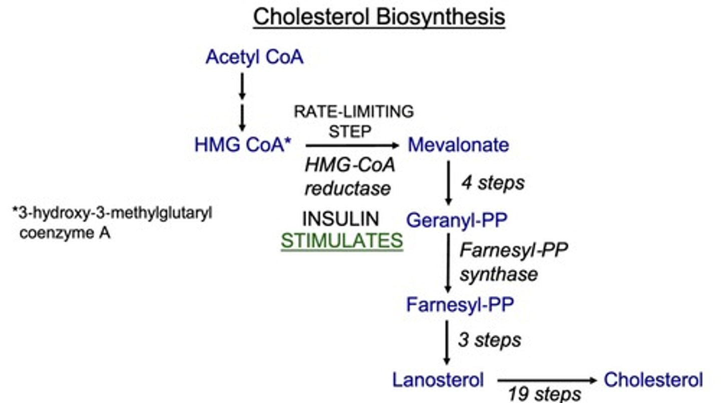 <p>The conversion of HMG-CoA to mevalonate by HMG-CoA reductase.</p>
