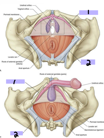 <p><strong>Perineum</strong></p><p>-Diamond shaped region _______ to pelvic floor</p><p>-Boundaries → pelvic outlet, pelvic diaphragm, walls of pelvic cavity </p><p>-Urogenital triangle (#1) → anterior, associated with openings of the _______ and ___________ system, anchors external _________</p><p>-Anal triangle (#2) → posterior, contains the ____ and external anal _________</p><p>-_________ nerve and internal pudendal artery are the major nerve and artery of the region</p>