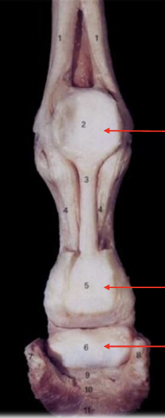 <p>what is the middle arrow</p>