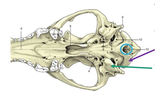 * large caudal space where spinal cord exits skull

*blue 12*
