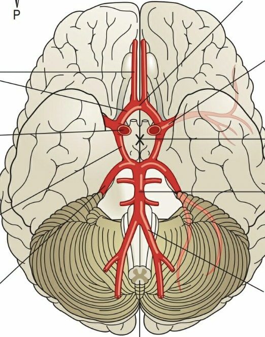 <p>brain</p>