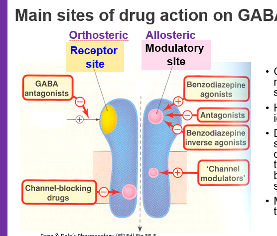 <p>They <strong>block GABA from binding</strong>, preventing chloride channel opening and <strong>inhibitory signaling</strong>.</p>
