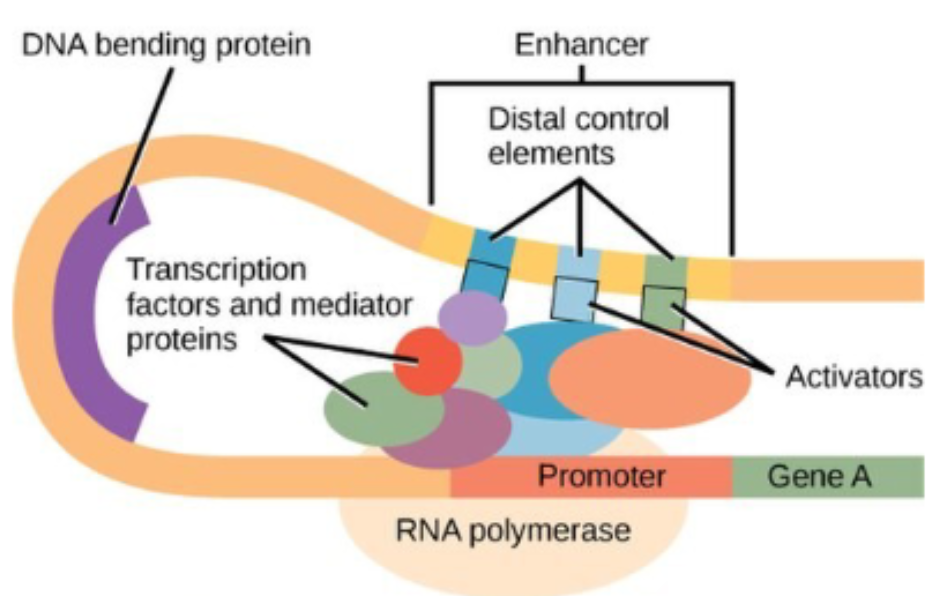 <p>can bind to enhancers to increase the rate of transcription</p><p>even though enhancers are located far from the promoter, DNA is flexible and can bend</p><p>DNA’s flexibility and bending allows activators to interact with mediator proteins, which recruit general transcription factors and RNA polymerase to begin transcription</p>