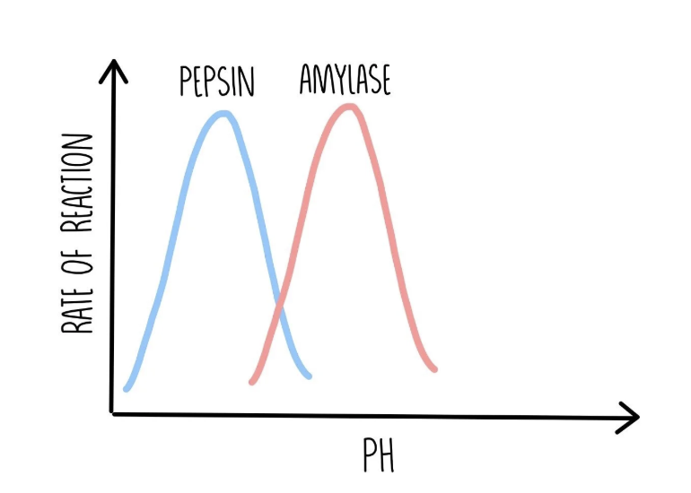<p>every enzyme works best at a certain pH level (optimum pH).</p><p></p><p>if the pH level varies too much, the bonds holding the amino acid chain together may be broken or disrupted, changing the active sites’ shapes, preventing them from binding to substrate molecules. this is <strong>denaturation</strong>.</p>