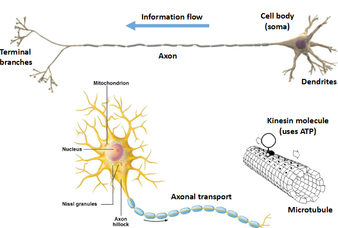 <p>showcases how sensory inputs can be processed to therefore carry out an action </p>