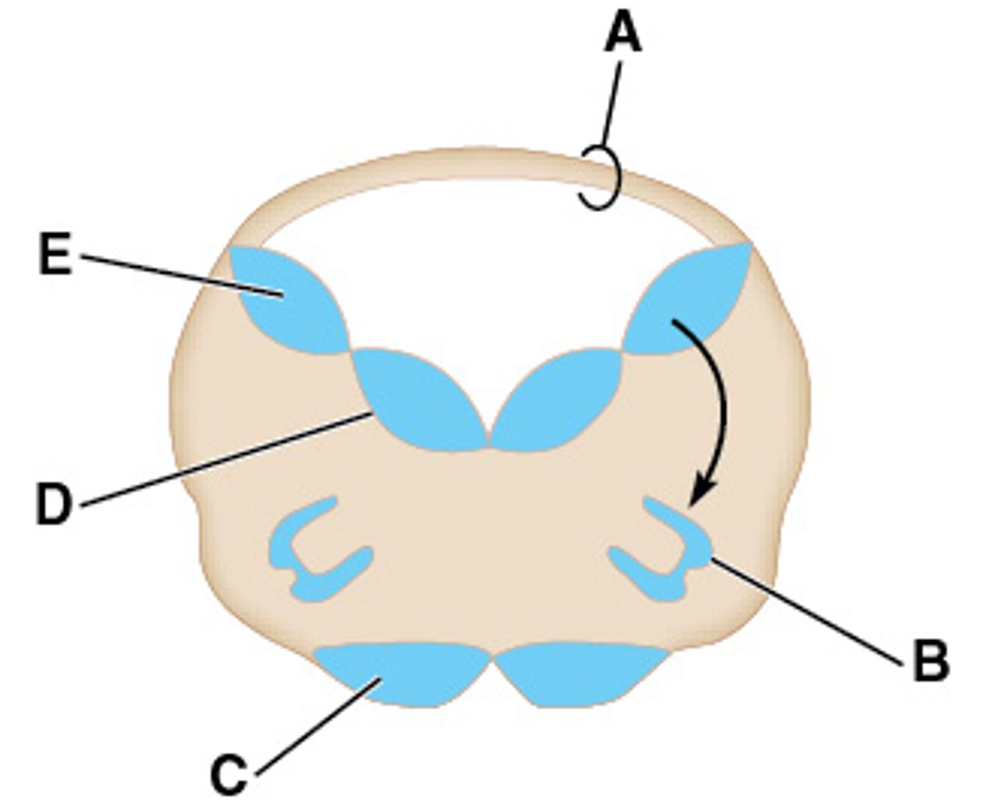 <p>-carries voluntary motor activity to the somatic muscles of the body</p><p>-C</p>