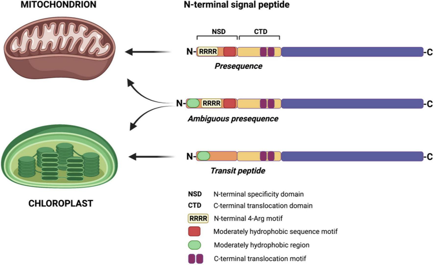 <p>N-terminal amphipathic alpha-helix that directs precursor proteins to mitochondria; cleaved after import.</p>