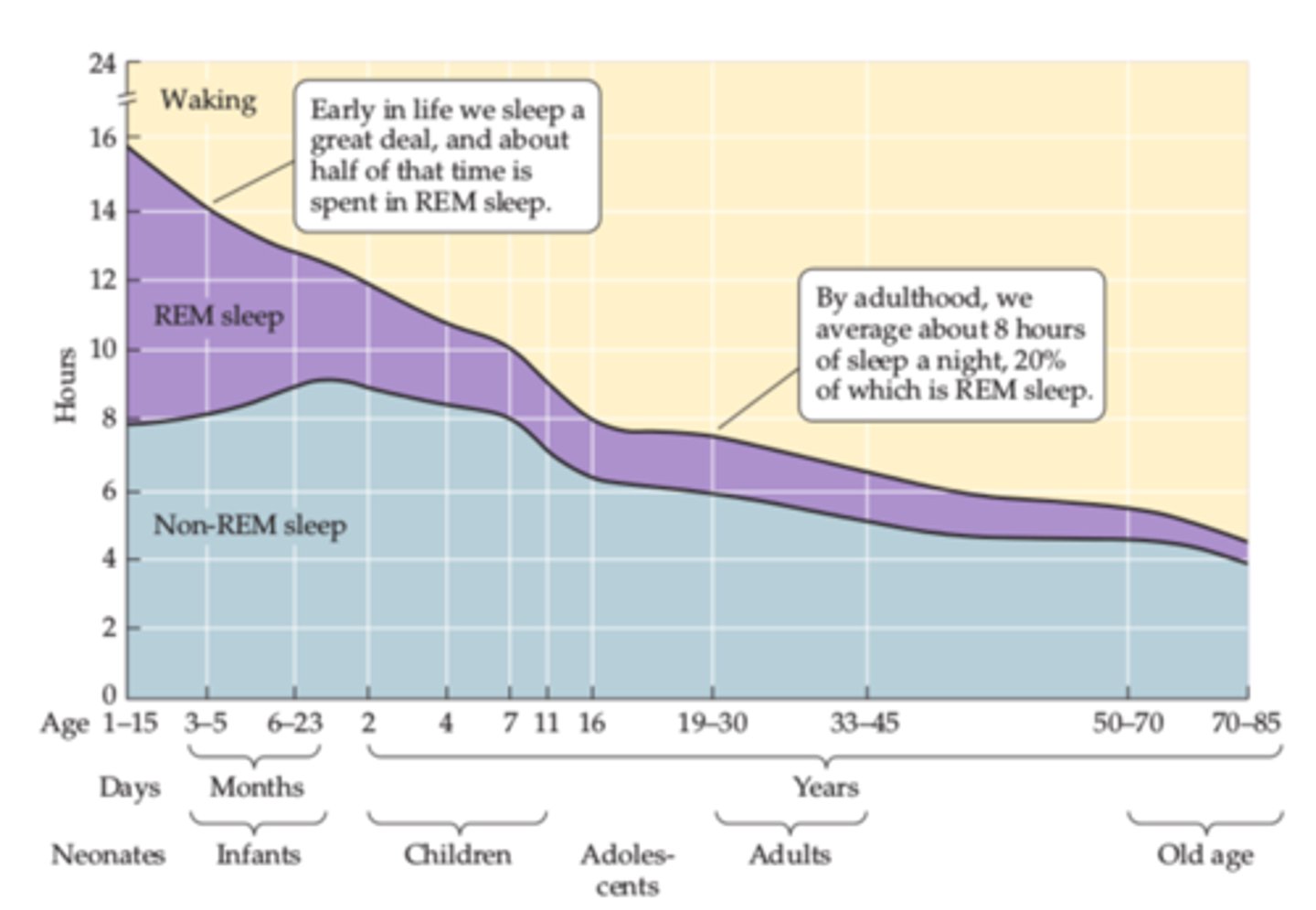 <p>more rem in infants; sws decreases with age.</p>