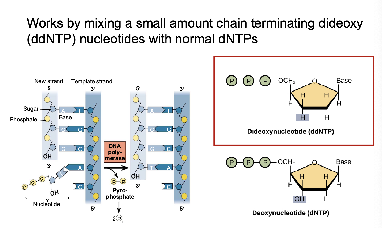 <p>dideoxynucleotides: nucleotide that terminates DNA extension in Sanger sequencing</p>