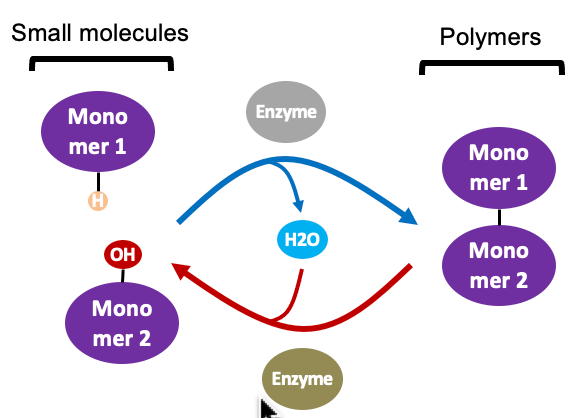 <p>hydrolysis (bottom)</p>