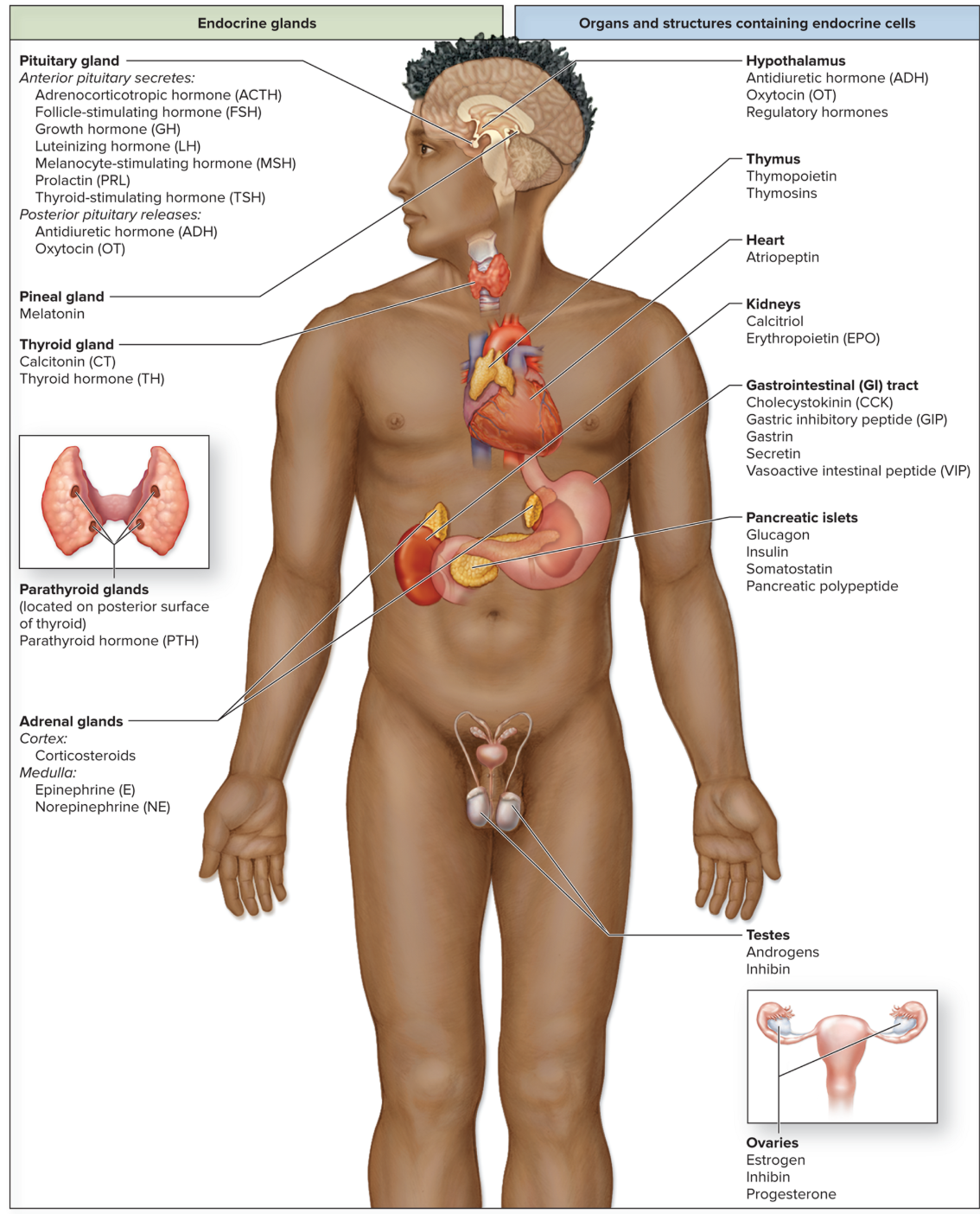 <p>The Endocrine System</p>