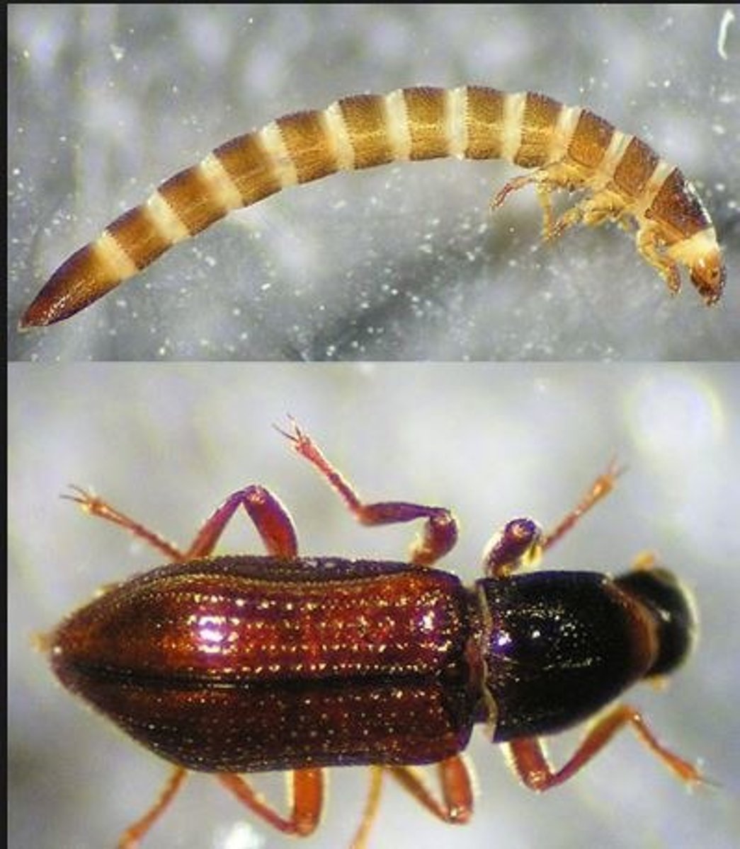 knowt flashcard image