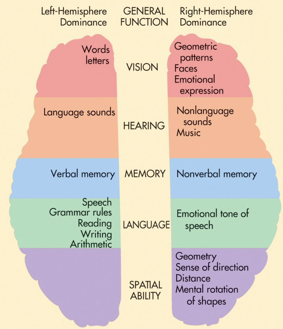 <ul><li><p><strong>Left: </strong>math and logic, language centers</p></li><li><p><strong>Right: </strong>visual/spatial, non-verbal, facial recognition, artistic/creative</p></li></ul><p>(not processed through words) → can draw, “I saw nothing”</p>