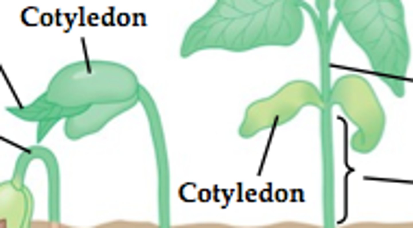 <p>embryonic leaves</p>