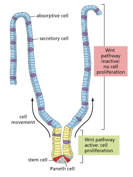 <p>Every stem-cell system requires control mechanisms to ensure that new differentiated cells are generated in the appropriate places and in the right numbers</p>