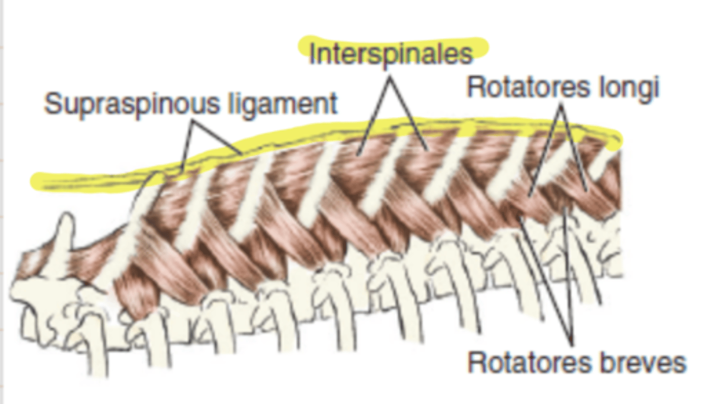 <p><span class="bgP">innervate :</span> dorsal branches of thoracic and lumbar spinal nerves </p><p><span class="bgP">function</span> : fixation and extension of the thoracic + lumbar vertebrae </p><p><span class="bgP">where</span> : btw the spinous process </p>