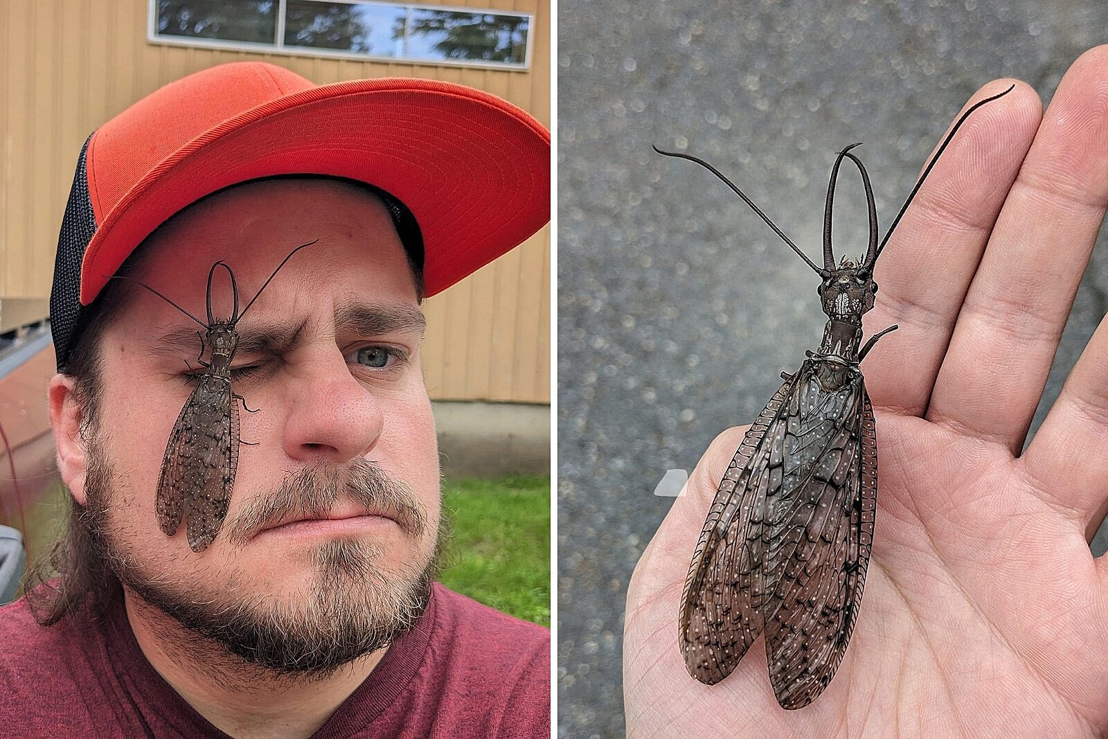 <p>Corydalidae - dobsonflies</p>