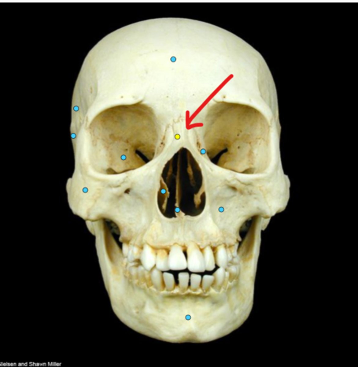 knowt flashcard image