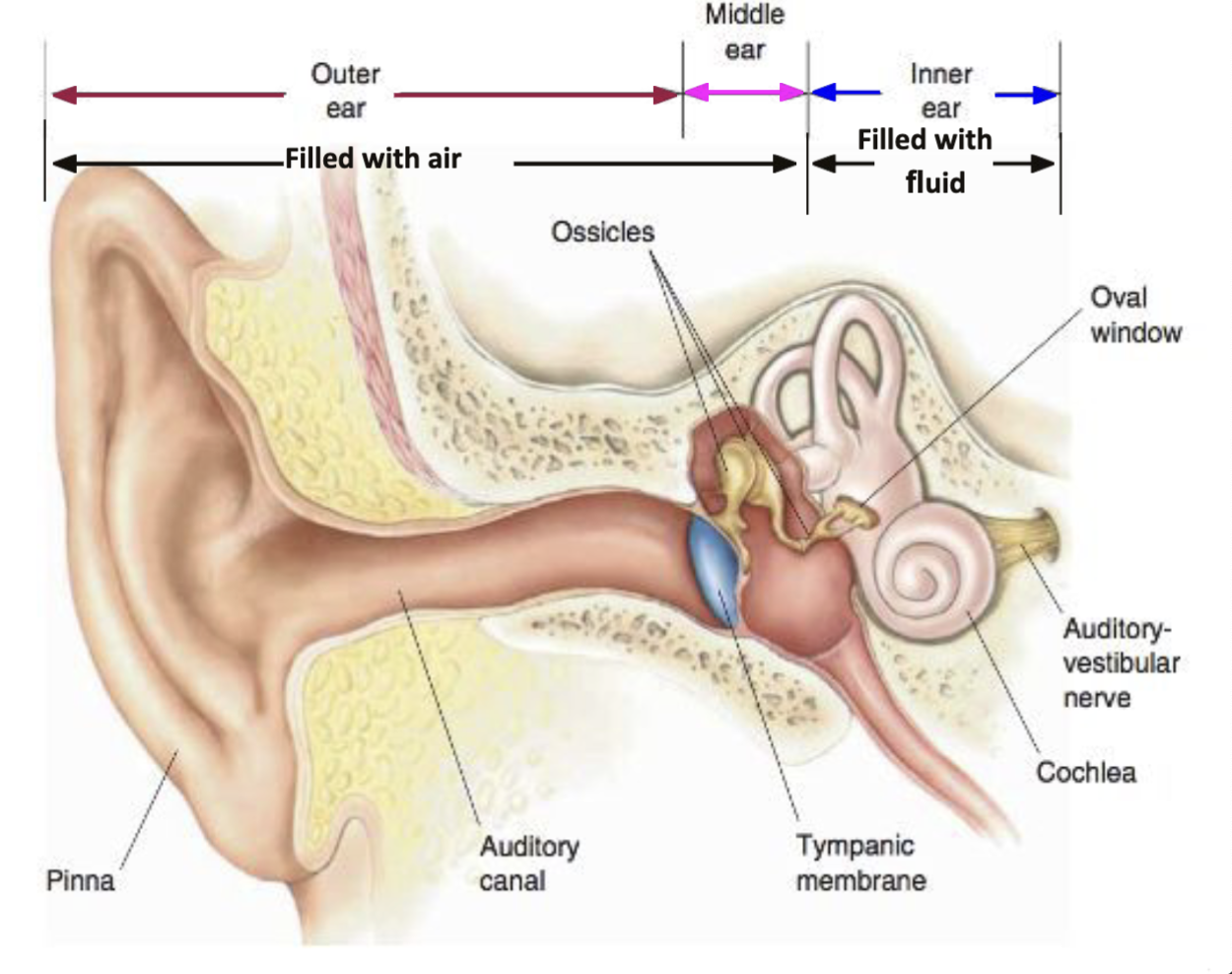 <p>cochlea </p>