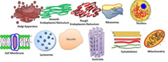 <p>a tiny cell structure that carries out a specific function within the cell</p>