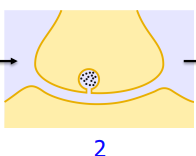 <ul><li><p>This is followed by a fusion of the two membranes</p></li></ul><p></p>