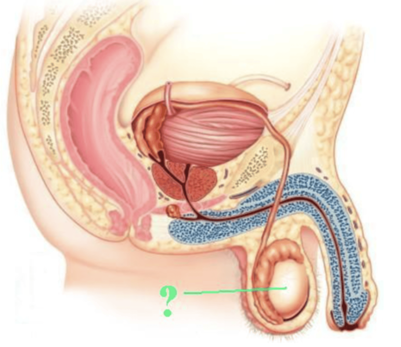 <p>testis</p>