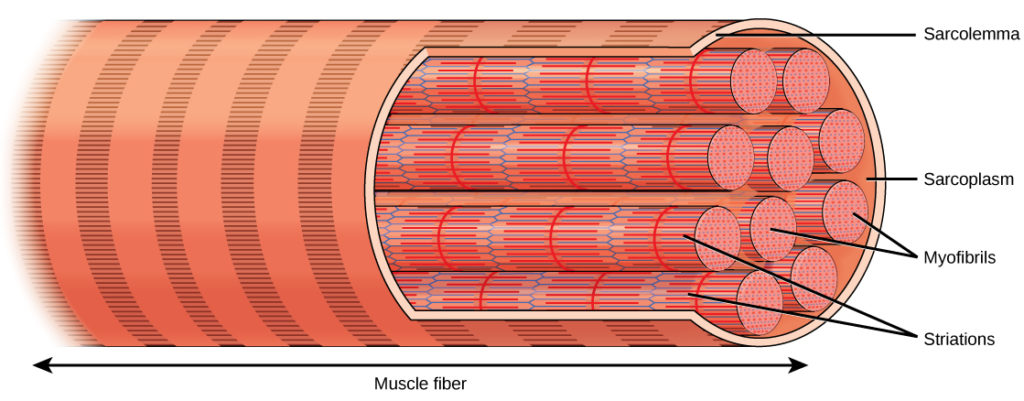 <p>Up to 1m in length and 50 micrometres in diameter</p><ul><li><p>Long length because have to stretch from one bone to the other</p></li><li><p><strong>Multinucleate </strong>(many nuclei) to produce proteins quickly when muscles are repairing or growing</p></li><li><p>Contain contractile myofibrils for precise movement, as one myofibril can be stimulated at a time</p></li></ul><p></p>