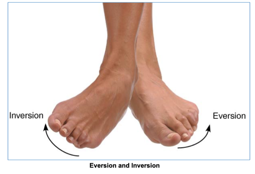 <p>moves the soles of foot either outward or inward</p>