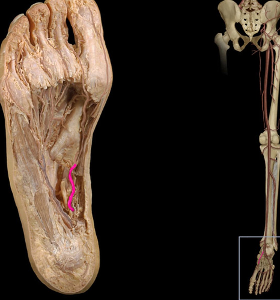 <p>Arises from the bifurcation of the posterior tibial arteries; supplies blood to the medial plantar surfaces of the foot. Found under the abductor hallucis.</p>