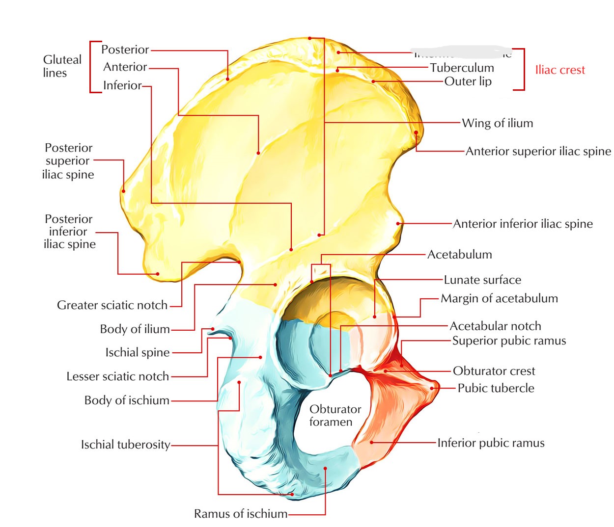 <p>Iliac crest part</p>