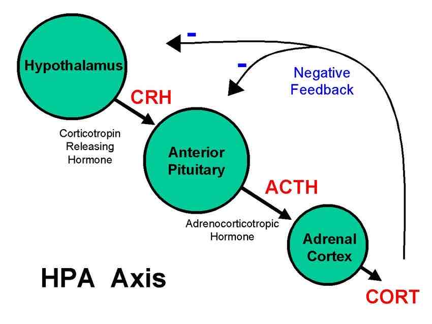 <p>These are cells in the anterior pituitary gland that produce hormones that regulate stress. They respond to signals from the hypothalamus by releasing adrenocorticrotropin (ACTH) into the bloodstream. This stimulates the release of glucocorticoids</p>