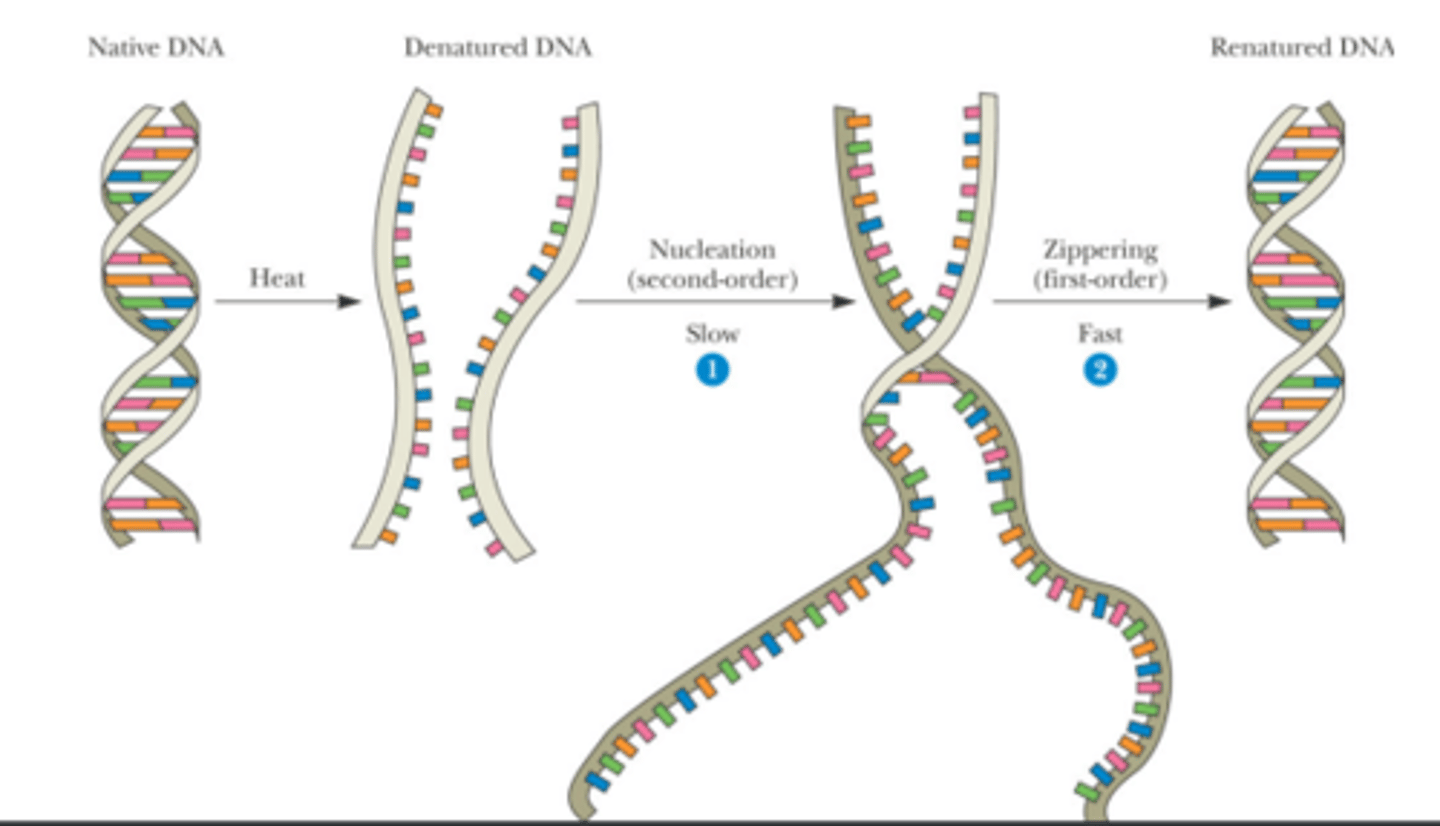 <p>Single-stranded DNA molecules are capable of reassociating with correct base pairing.</p>