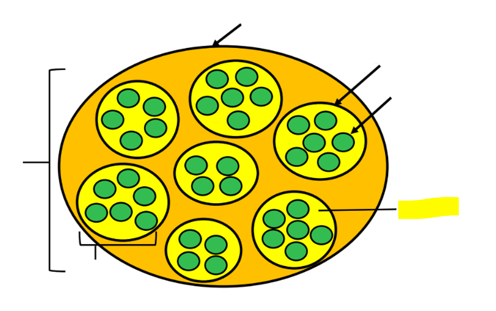 <p>what structure is highlighted in yellow?</p>