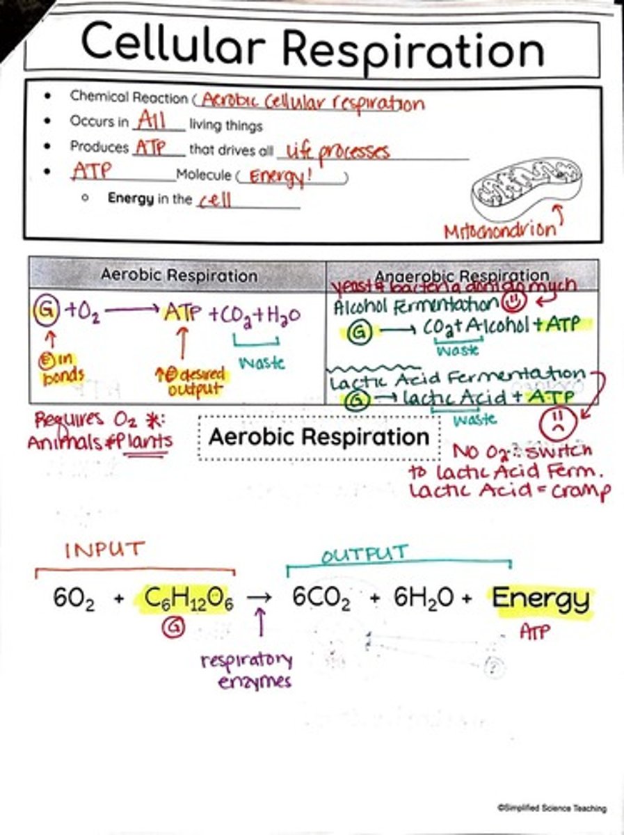 <p>A chemical process whereby the bonds of food molecules and oxygen molecules are broken and the bonds in new compounds are formed resulting in a net transfer of energy.</p>