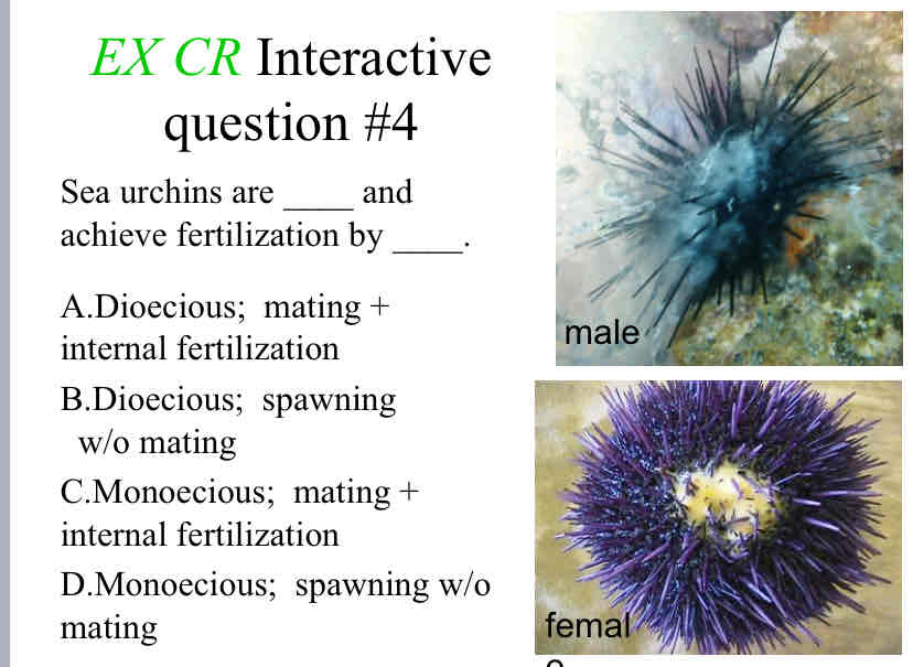 <p>Practice Question (Fertilization) - Sea urchins are ____ and achieve fertilization by ____.</p>