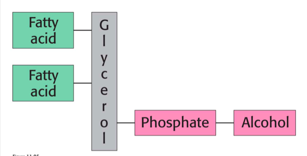 <p>glycerophospholipids strucutre</p>