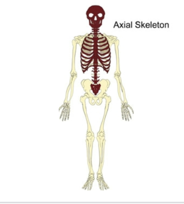<p>(Rib cage, sternum, skull, neck, chest), <span style="color: rgb(255, 255, 255);">central structure around which other parts move.</span></p>