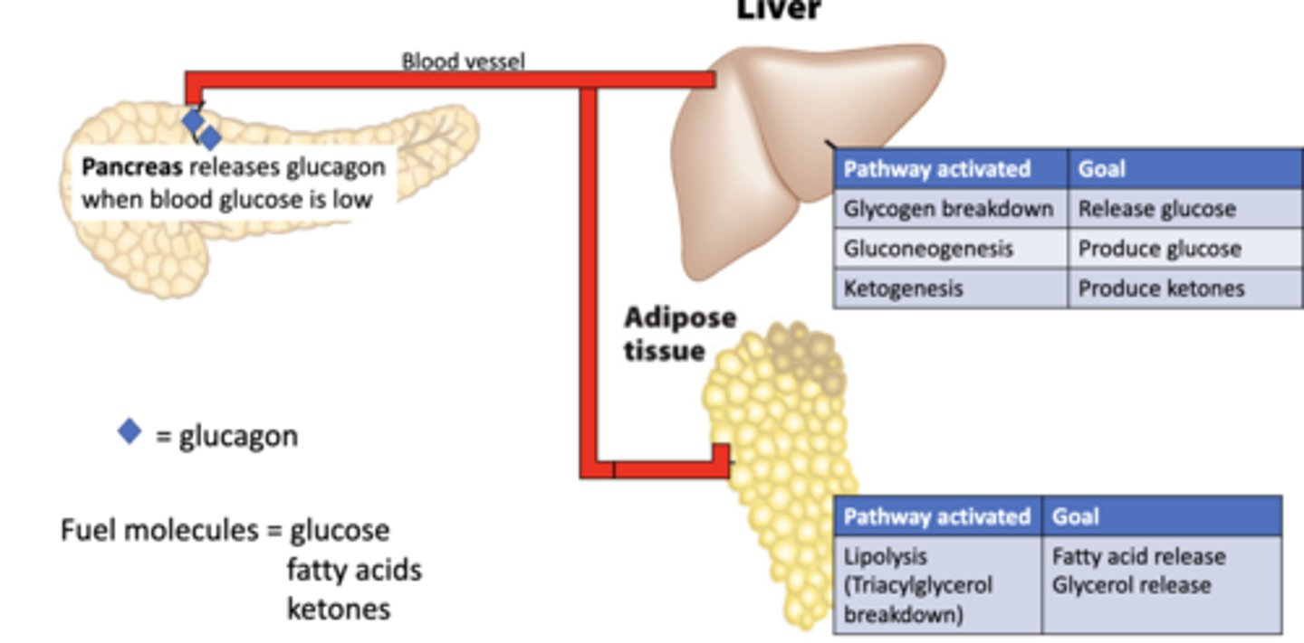 <p>released when blood glucose is low</p>