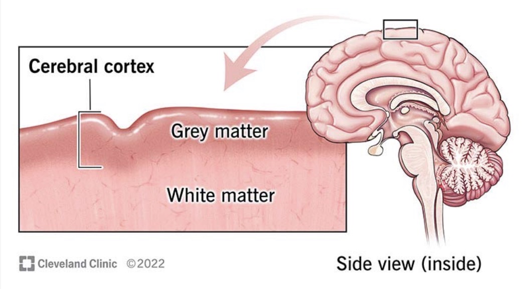 <p><u>Cerebral Cortex</u></p><p>Cerebral Grey Matter</p>