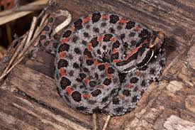 <p><span>eastern pigmy rattlesnake</span></p>