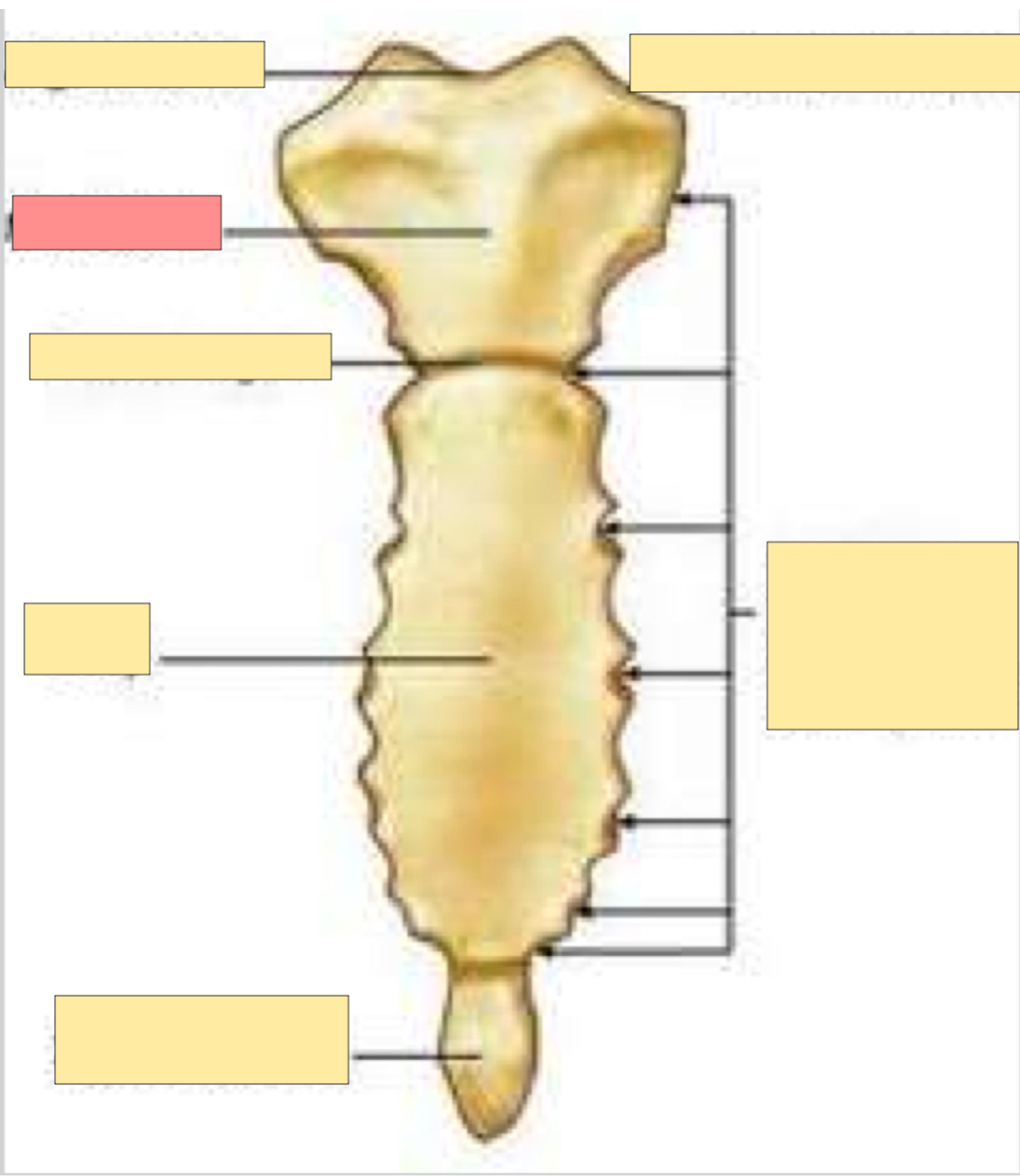<p>What part of the sternum is this?</p>