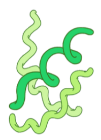 spiral-shaped