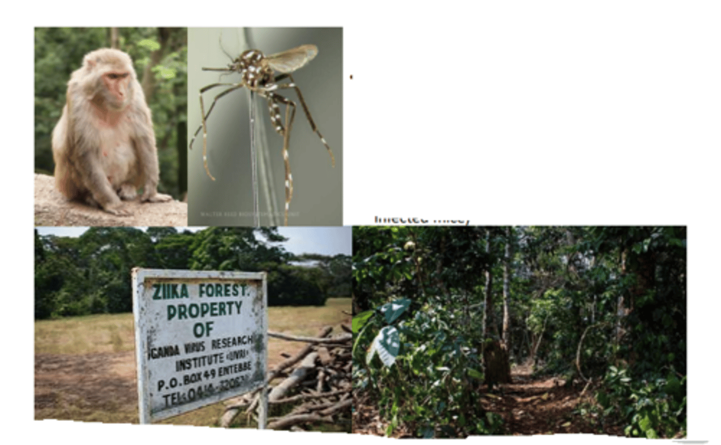 <p>Zika virus was discovered in Uganda in 1947</p><p>• A sentinel rhesus monkey - monkey #766 -</p><p>placed in a cage in the canopy of the Zika</p><p>Forest became ill on April 18, 1947</p><p>• Blood from monkey #766 caused disease in</p><p>mice; virus was recovered from the brains of these mice</p><p>• Extracts from Aedes africanus mosquitoes trapped in the Forest in January 1948 caused</p><p>disease in mice; monkeys were infected with mice brain extracts (and subsequently</p><p>infected mice)</p>